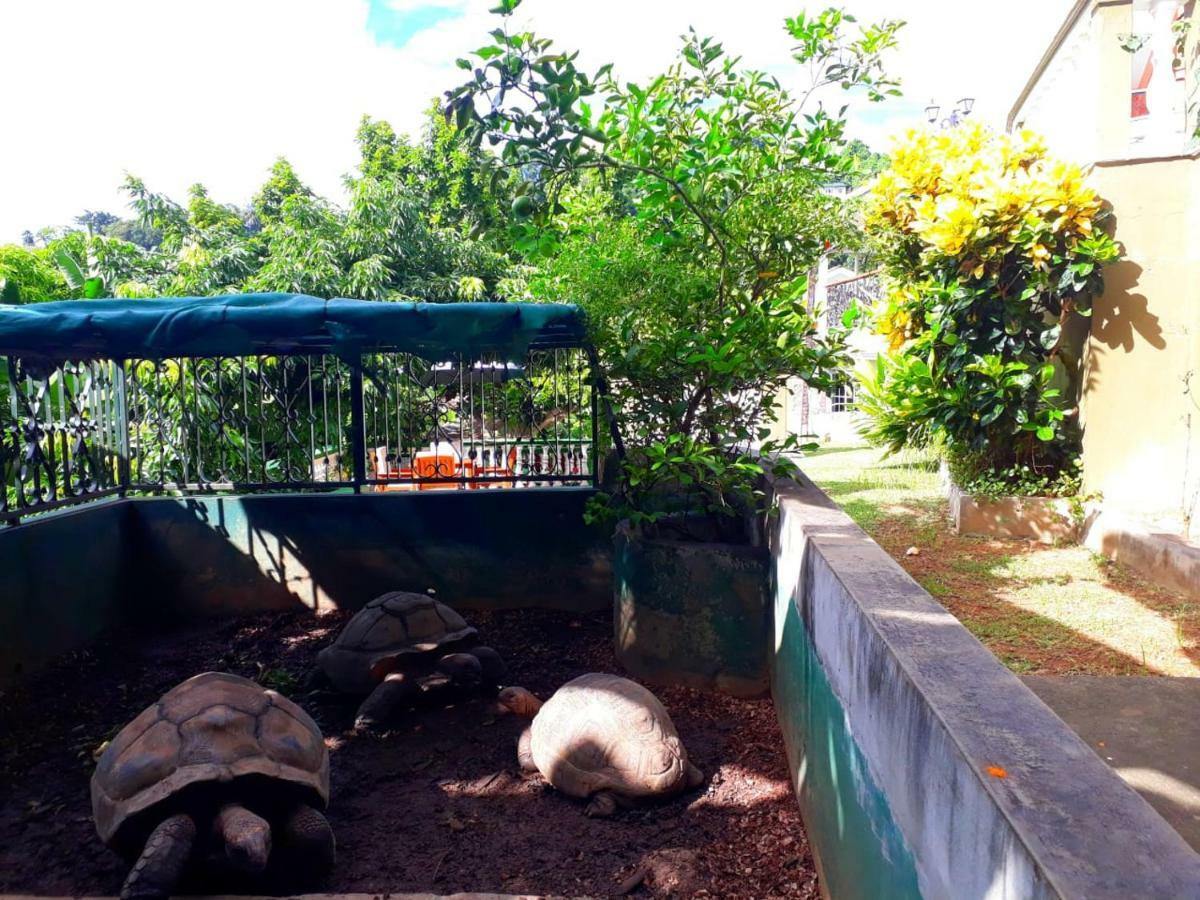 Apartament Hibiscus House Seychelles Self Catering Victoria Zewnętrze zdjęcie